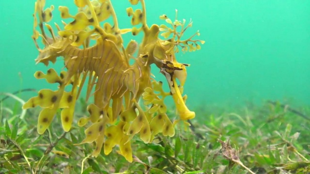 Video Hd Australie Plongee Avec Le Dragon De Mer Video Hd Australie Plongee Avec Le Dragon De Mer